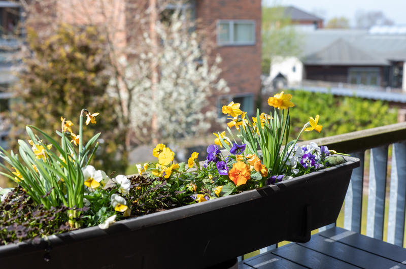 Altankasse med forårsblomster. Påskeliljer og stedmoderblomster